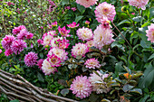 Dahlia (Dahlia) and snowberry (Symphoricarpos) in the bed