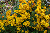 Autumn chrysanthemum 'Bienchen' (Chrysanthemum indicum), yellow flowering perennial in the garden