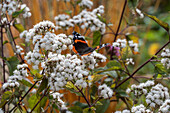 Butterfly on white viper's bugloss (Ageratina altissima)