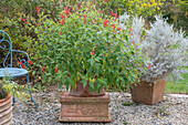 Honeydew sage (Salvia elegans) and emu shrub (Eremophila nivea) in pots on the patio