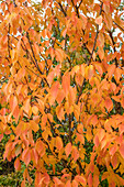 Columnar cherry (Prunus serrulata) 'Amanogawa' in autumn colour