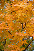 Japanese mountain ash 'Dodong' (Sorbus commixta) in autumn colours