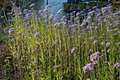 Tatarian aster (Aster tataricus) in the border