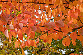 Woolly apple or woolly apple (Malus tschonoskii) in autumn foliage