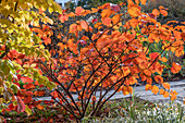 Witch hazel 'Feuerzauber' (Hamamelis) in autumn colours