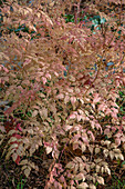 Garden honeysuckle (Aruncus aethusifolius) 'Horatio' in autumn