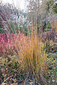 Rohr Pfeifengras 'Transparent' (Molinia arundinacea) im herbstlichen Garten