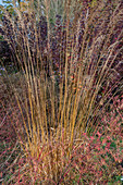 Rohr Pfeifengras 'Transparent' (Molinia arundinacea) im Herbst