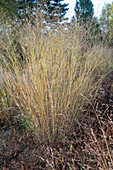 Rutenhirse 'Cloud Nine' (Panicum virgatum) im herbstlichen Garten