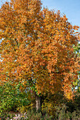 Wild service tree (Sorbus torminalis), tree in autumn colour