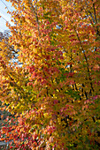 Persian ironwood tree (Parotia persica) in autumn colour