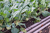 Kohlrabi in the bed