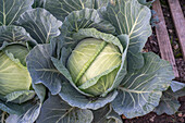 White cabbage 'Autumn Baron'