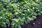 Lamb's lettuce in the bed