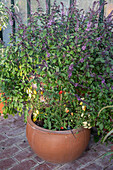 Flowering Thai basil (Ocimum basilicum) and tomato plant in a pot with mini fruits in the greenhouse