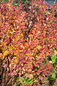 Blueberry (Vaccinium myrtillus), shrub in autumn colours, portrait