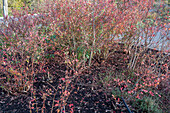 Bed with blueberry bushes in autumn