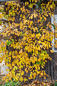 Self-fruiting kiwi 'Jenny' (Actinidia) climbing on a house wall, in autumn leaves