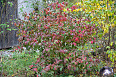 Snowball (Viburnum), shrub in autumn foliage