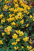 Autumn chrysanthemum 'Bienchen' (Chrysanthemum indicum), perennial in the garden