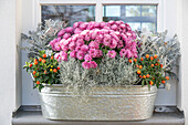 Coral shrub (Solanum pseudocapsicum), chrysanthemums (Chrysanthemum), Greiskraut (Senecio), silver leaf (Calocephalus brownii) in planting bowl