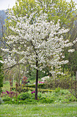 Flowering sour cherry (Prunus Cerasus), 'Köröser Weichsel' in the garden