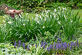 'Gravetye Giant' Sommerknotenblume (Leucojum Aestivum), Günsel (Ajuga Reptans), Frauenmantel (Alchemilla Mollis), Akelei (Aquilegia) im Beet