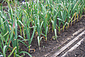 Garlic, winter garlic 'Germidour' in the vegetable patch