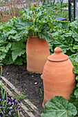 Bleaching rhubarb and bringing forward the harvest using special rhubarb pots, vegetable patch in the garden