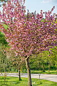 Japanese clove cherry 'Kanzan', pink ornamental cherry (Prunus Serrulata)