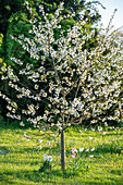 Flowering cherry tree (Prunus Cerasus), sour cherry 'Morina', tulip 'Marilyn' (Tulipa) in the garden