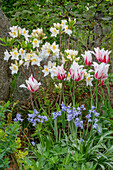 Azalee 'Schneegold' , Hasenglöckchen (Hyacinthoides), Tulpe 'Marilyn' (Tulipa) im Gartenbeet