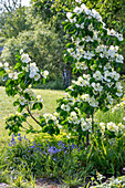 Flowering dogwood (Cornus Cousa) 'Venus' and blue asters (Scilla Siberica) in the garden bed