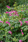 Watering heart (Dicentra Spectabilis) flowering in the border