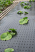 Pumpkin (Cucurbita) seedlings under early harvest film