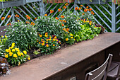 Garden table with planting channel with horned violets (Viola cornuta), golden violet (Erysimum cheiri) and lettuce