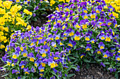 Horned violet (Viola cornuta) in a bed