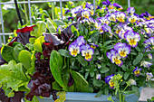 Horned violets (Viola cornuta) and lettuce as patio decoration