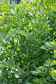 Lovage (Levisticum Officinale) or Maggi herb in a pot on the patio