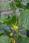 Gurkenpflanze (Cucumis Sativus) an Schnüren im Gewächshaus mit Blüten