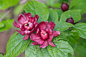 Chinese wax bush 'Hartlage Wine' (Sinocalycanthus raulstonii), also spice bush, flower portrait