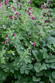 Brown cranesbill 'Lily Lovell' with flowers in the garden bed