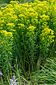 Swamp spurge 'Walenburg's Glorie' (Euphorbia palustris)