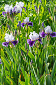 Tall bearded iris 'Bouquet Magic' (Iris barbata) flowering in the border