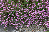 Cushion soapwort (Saponaria ocymoides) in the rock garden