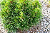 Mountain pine (Pinus mugo) in a pot