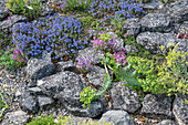 Caucasian speedwell (Veronica caucasica), spurge (Euphorbia myrsinites) and alpine balsam (Erinus alpinus), in the rock garden