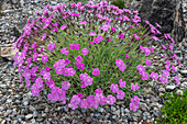 Pfingstnelke 'Eydangeri' (Dianthus gratianopolitanus) für Steingarten geeignet