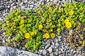 Lesotho noon flower (Delosperma nubigenum) suitable for rock garden