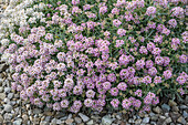 Dorniges Garten-Steinkraut 'Rubrum' (Alyssum spinosum) für Steingarten geeignet